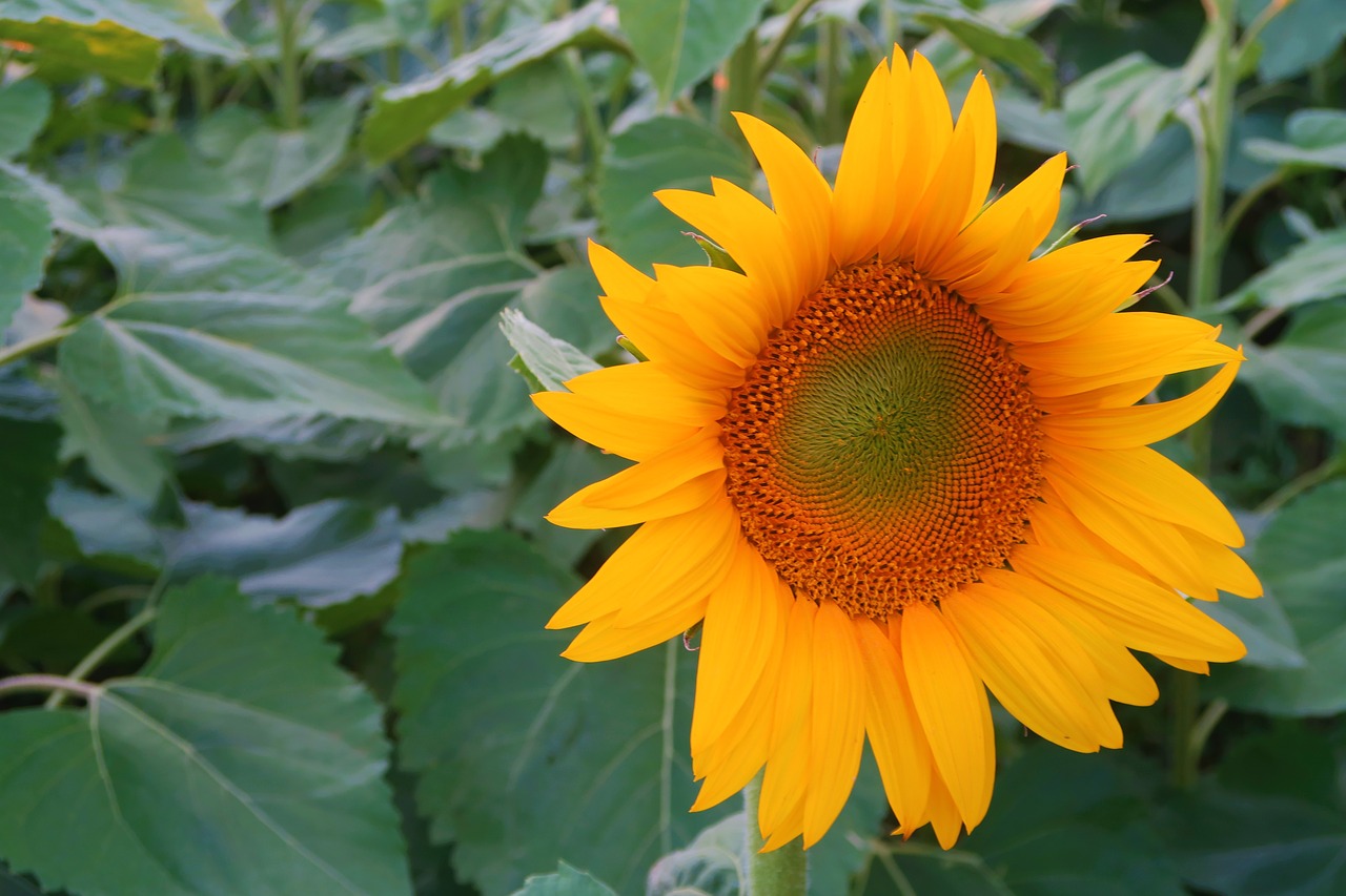 sunflower  plant  flower free photo