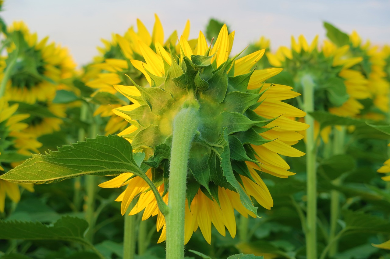 sunflower  nature  flower free photo