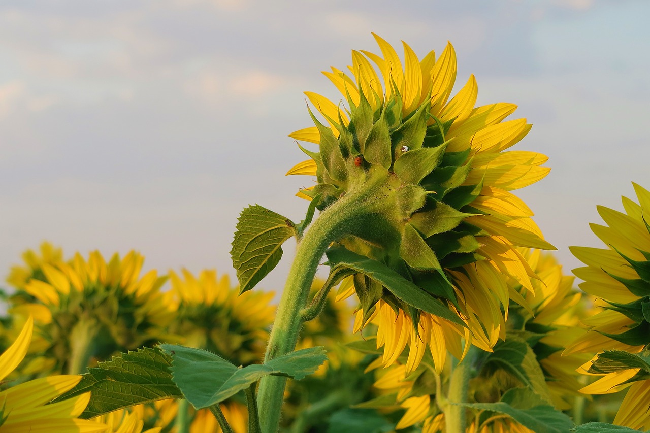 sunflower  plant  flower free photo