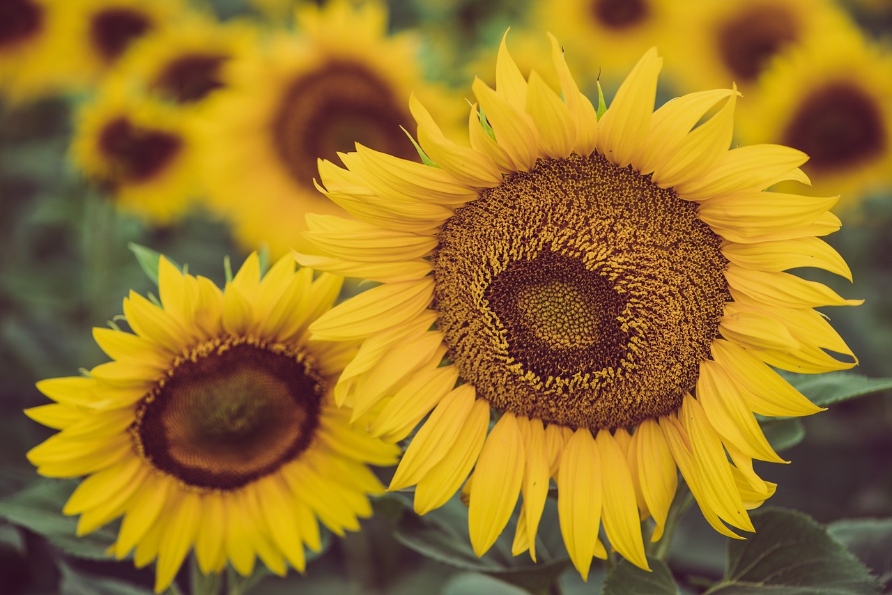 sunflower  flower  plant free photo