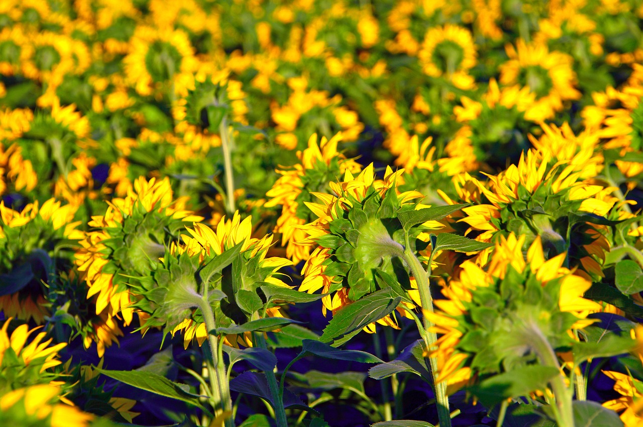 sunflower  yellow  yellow petals free photo