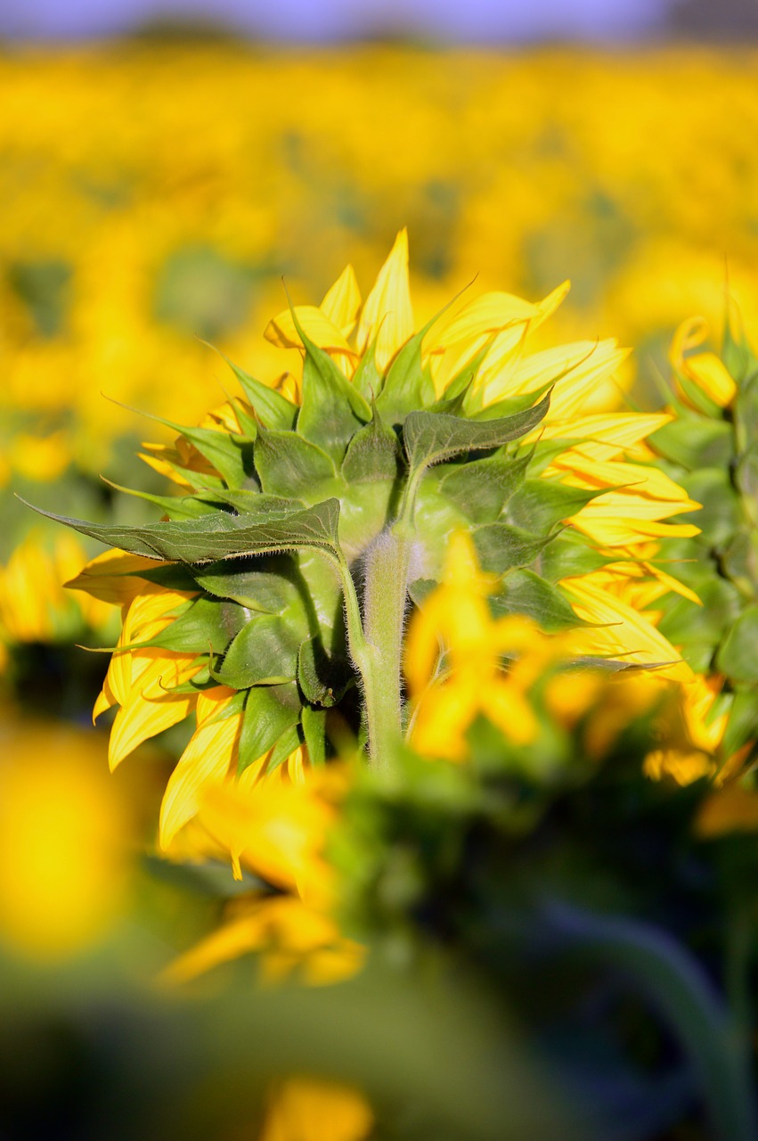 sunflower  yellow  yellow petals free photo