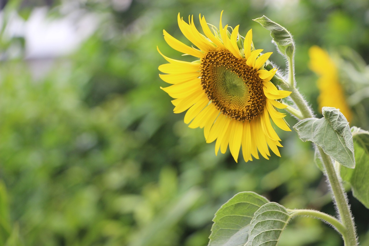 sunflower  flower  spring free photo