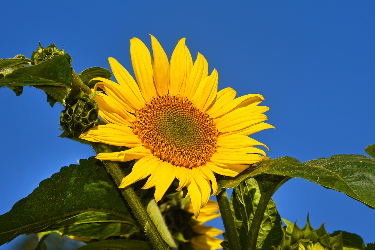 sunflower  flower  plant free photo