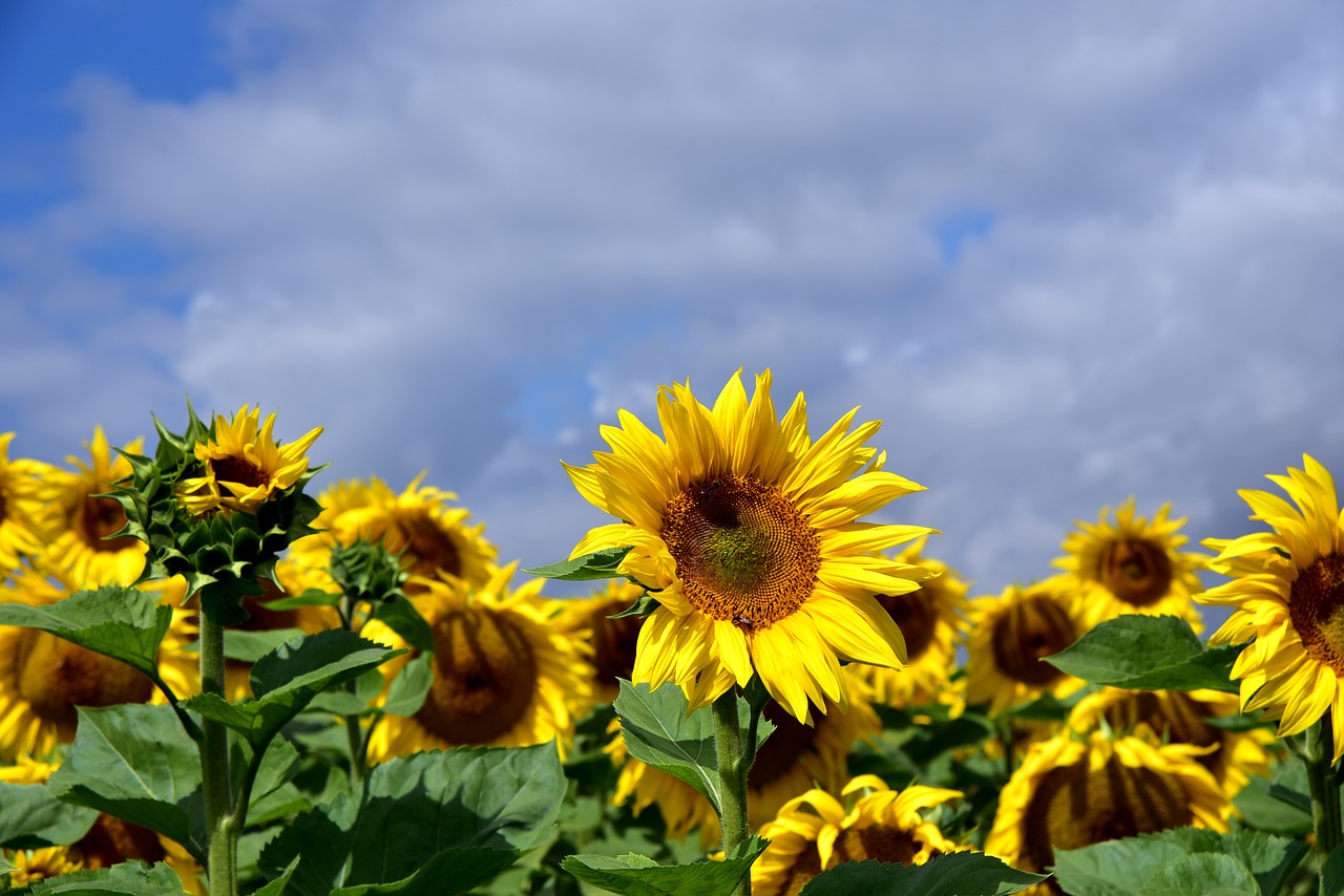 sunflower  sunflower field  sky free photo