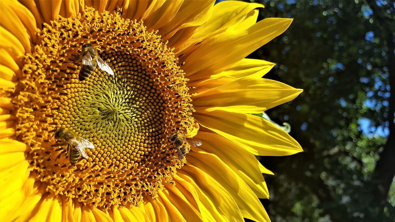 sunflower  flower  nature free photo