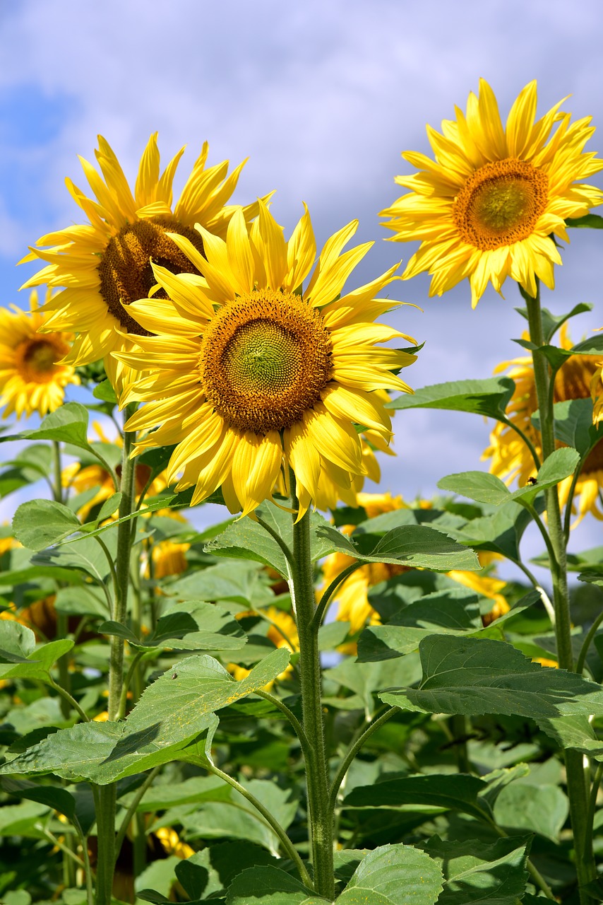 sunflower  upright  sunflower field free photo