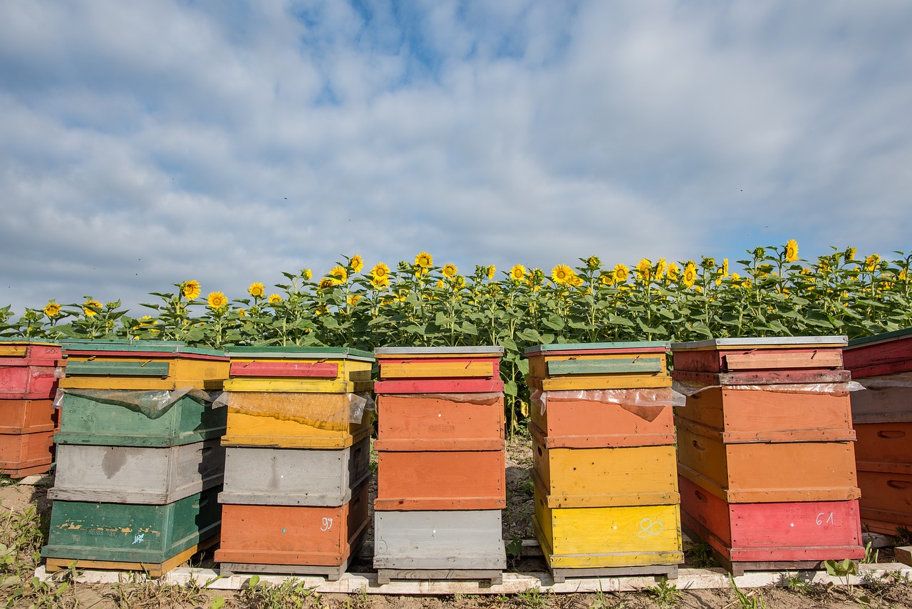 sunflower  hive  bee free photo