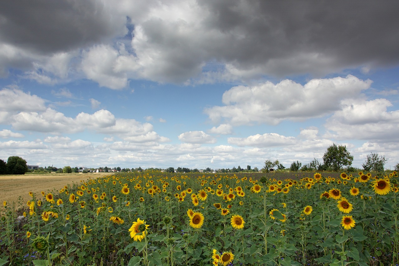 sunflower  field  enghien free photo