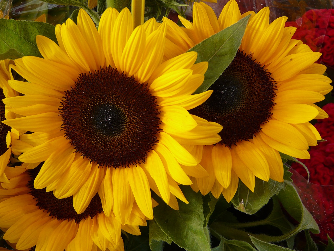 sunflower  flower  yellow free photo