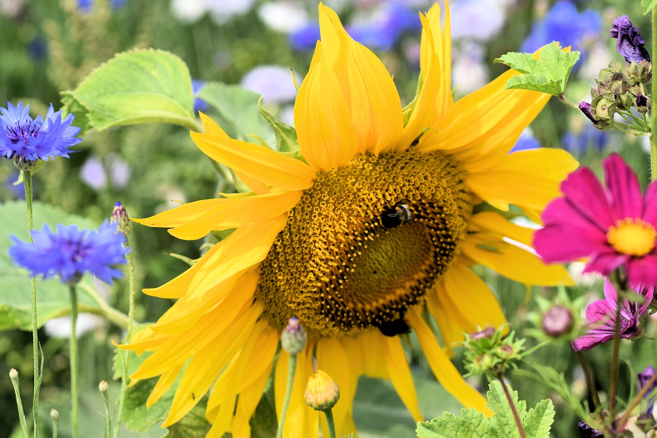 sunflower  flower  summer free photo