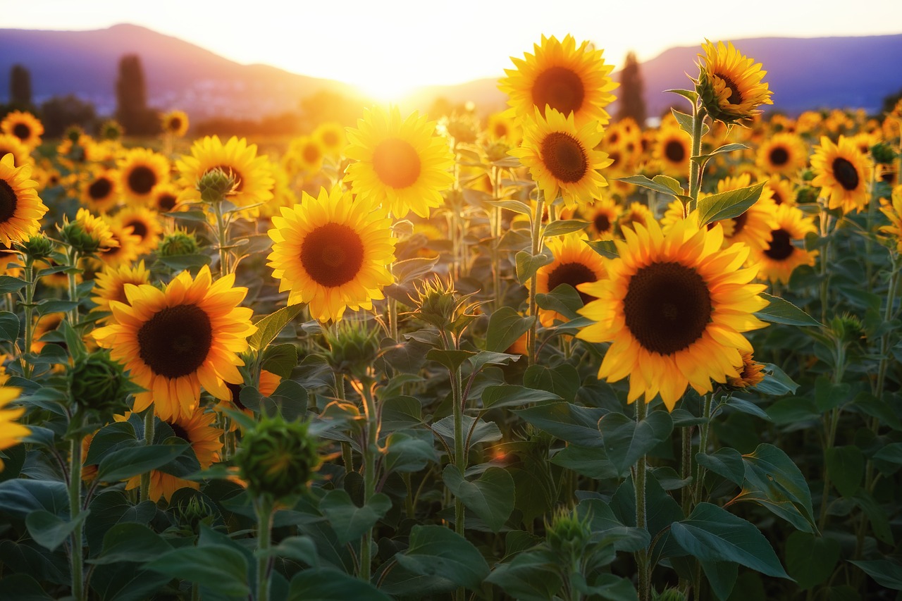 sunflower  sunflower field  flowers free photo