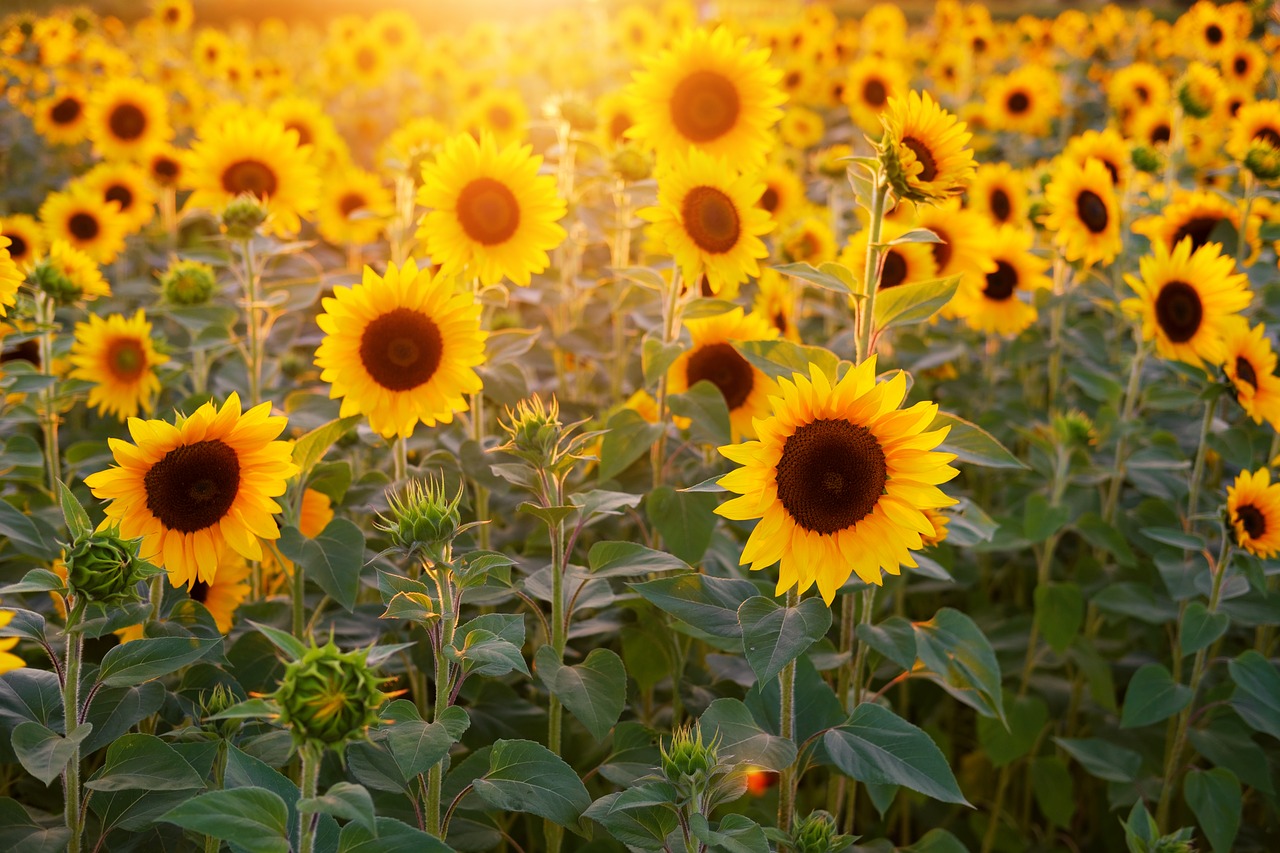 sunflower  sunflower field  flowers free photo