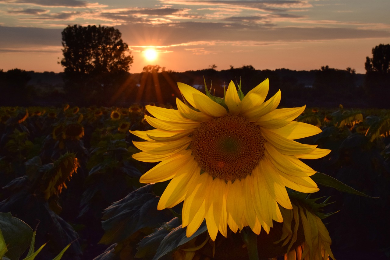 sunflower  sunflowes  yellow free photo