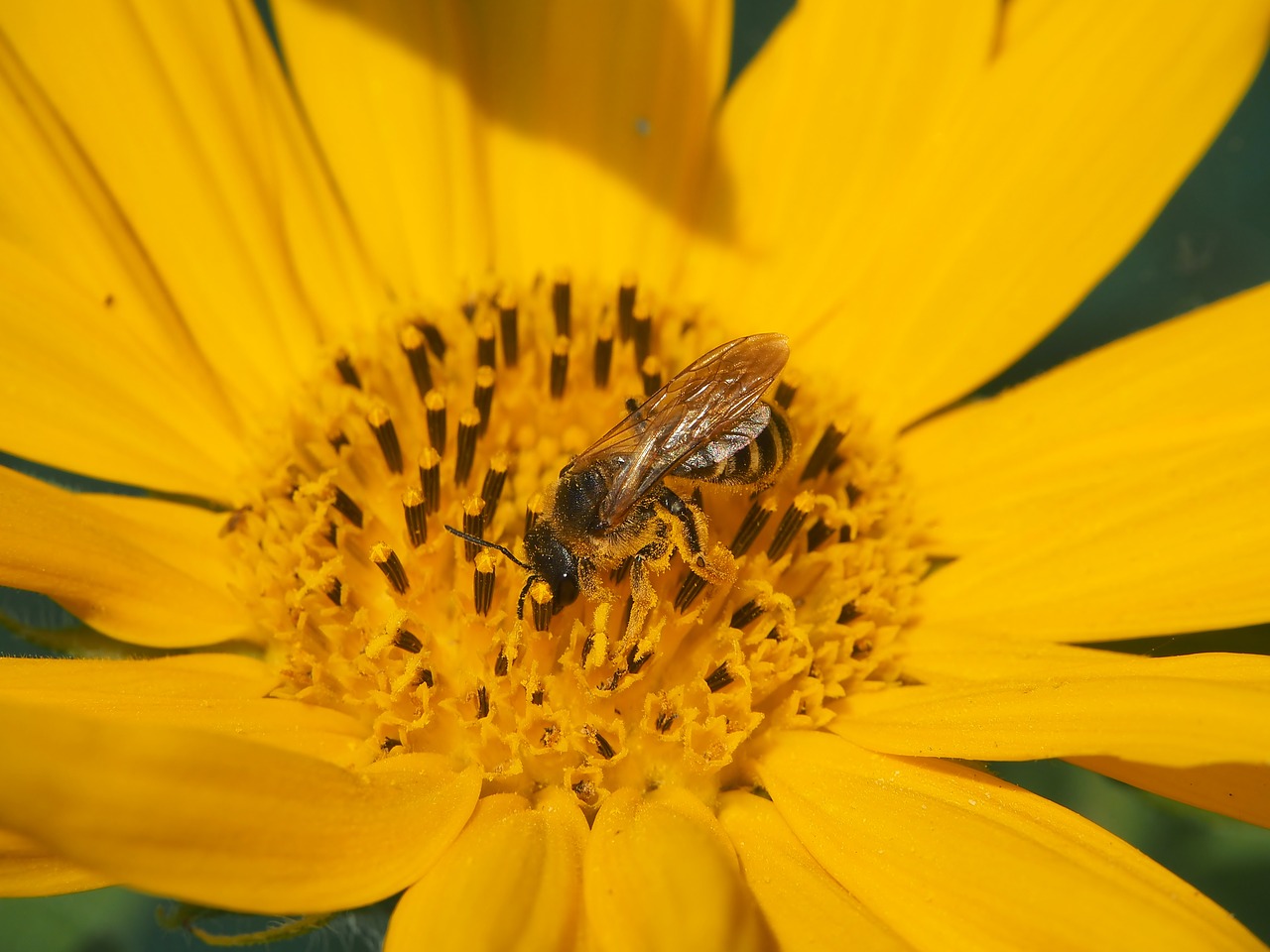 sunflower  bee  sprinkle free photo