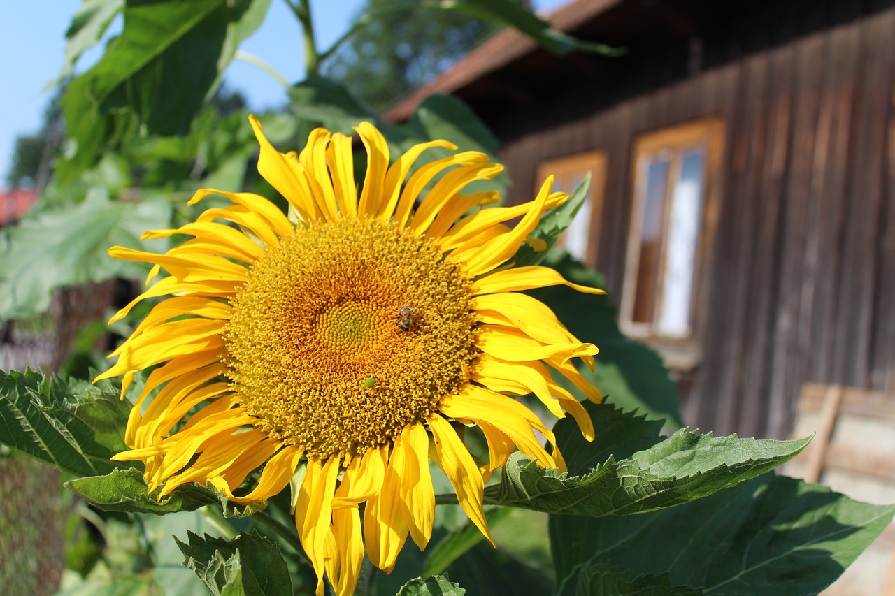 sunflower  climate  nature free photo