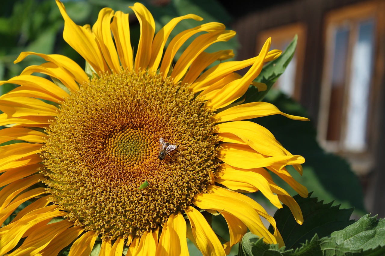 sunflower  climate  nature free photo