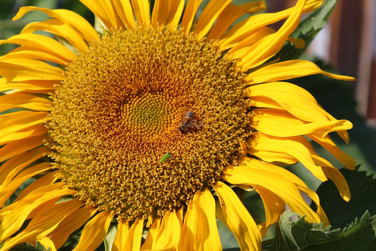 sunflower  climate  nature free photo