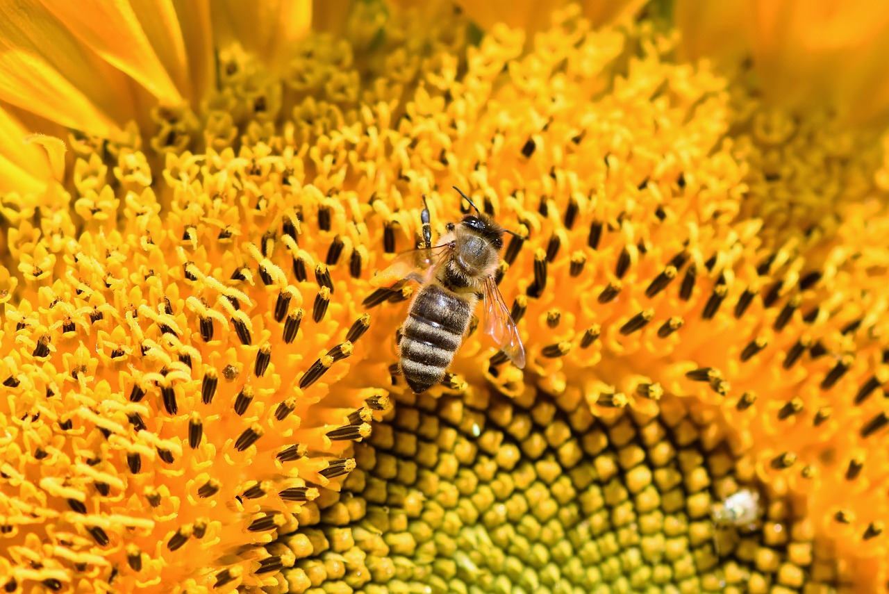 sunflower  bee  honey bee free photo