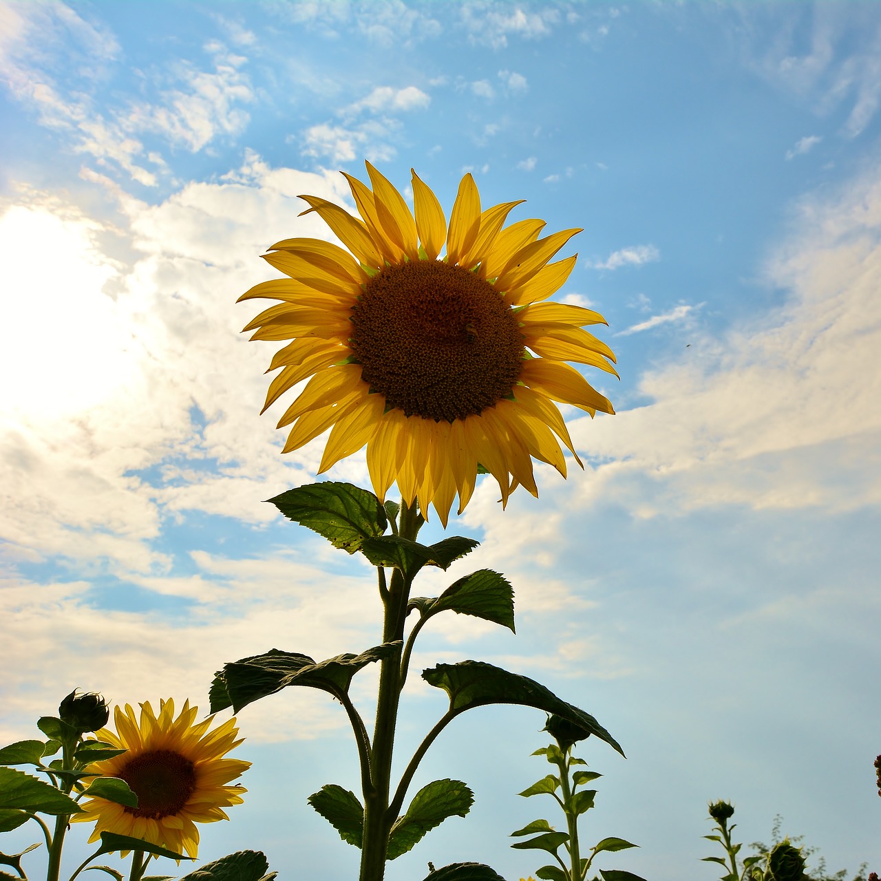 sunflower  nature  sunflower field free photo