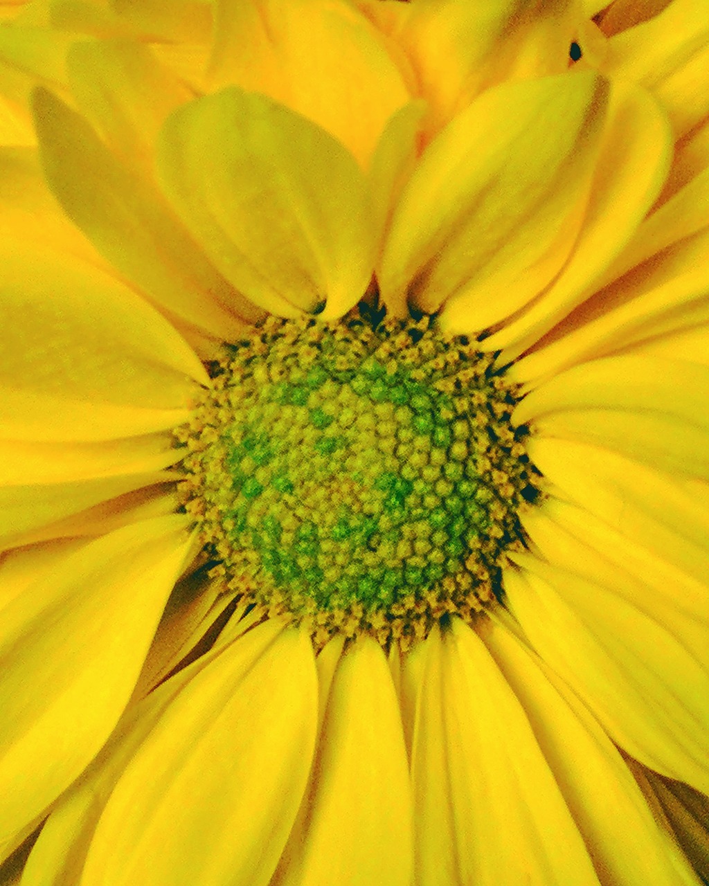 sunflower  ontario  summer free photo