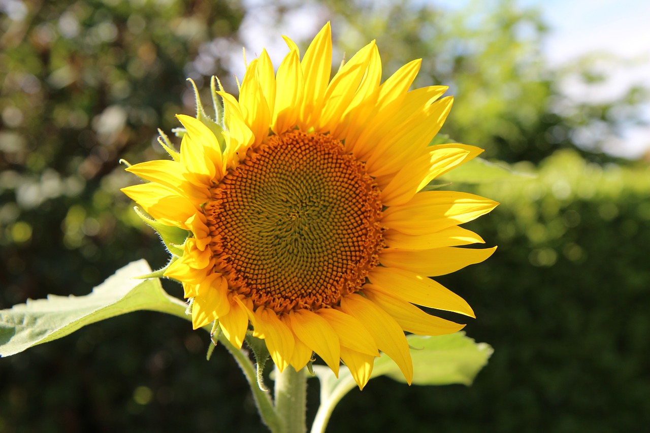 sunflower  flower sun  flower sunflower free photo