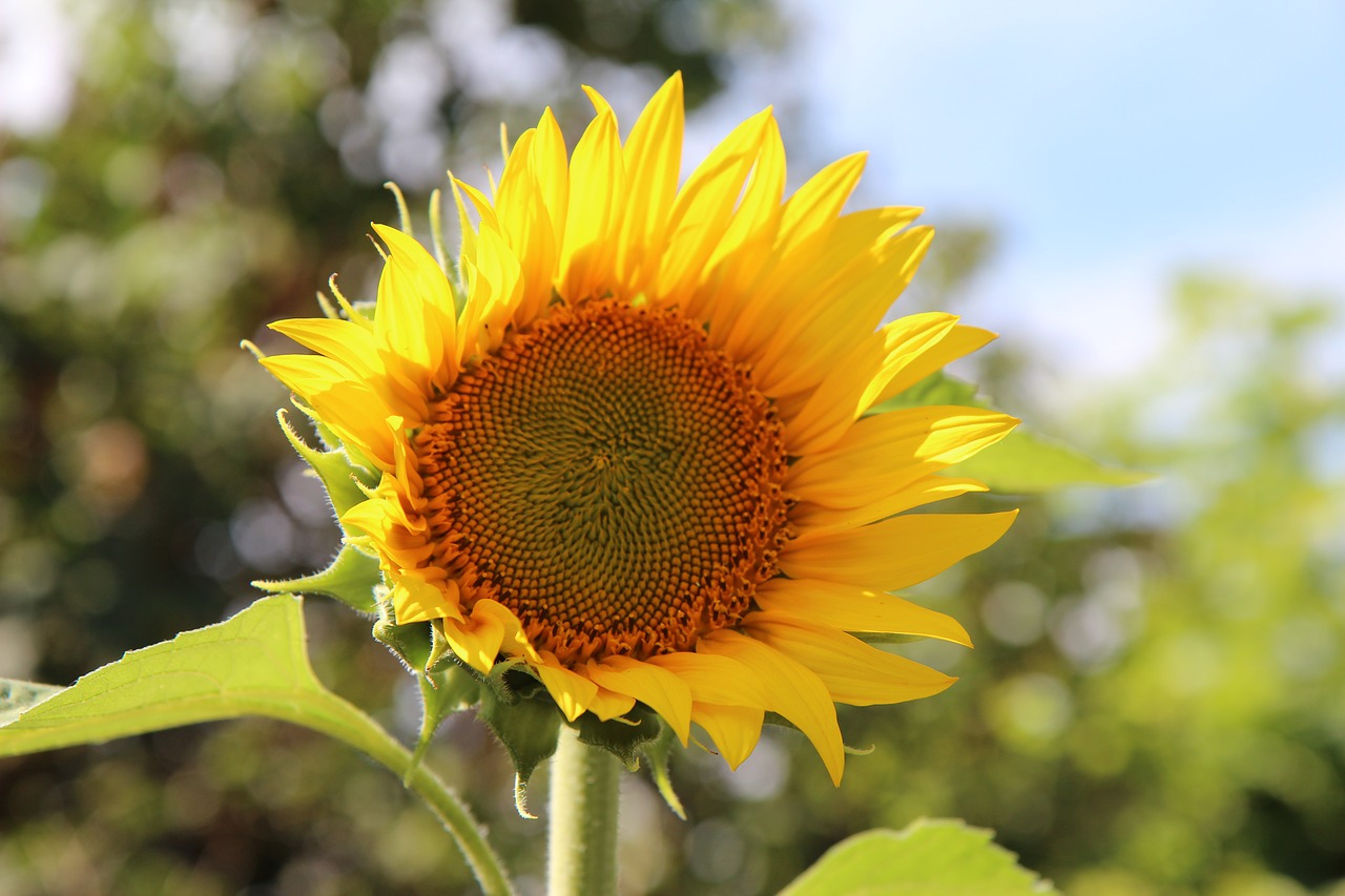 sunflower  flower sun  flower sunflower free photo