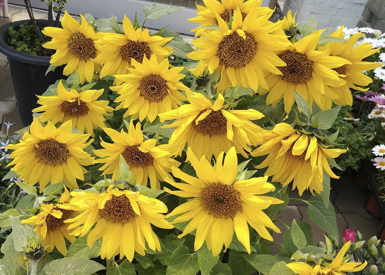 sunflower  flowers  summer free photo