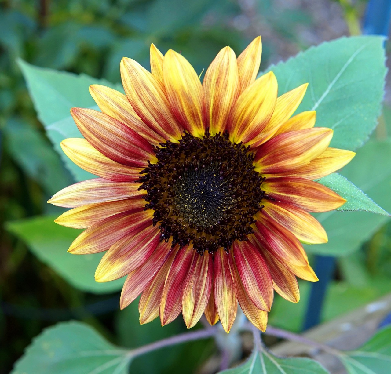 sunflower  blossom  bloom free photo