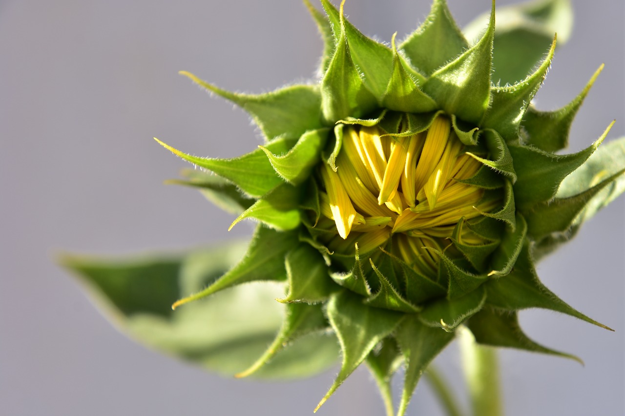 sunflower  summer time  nature free photo