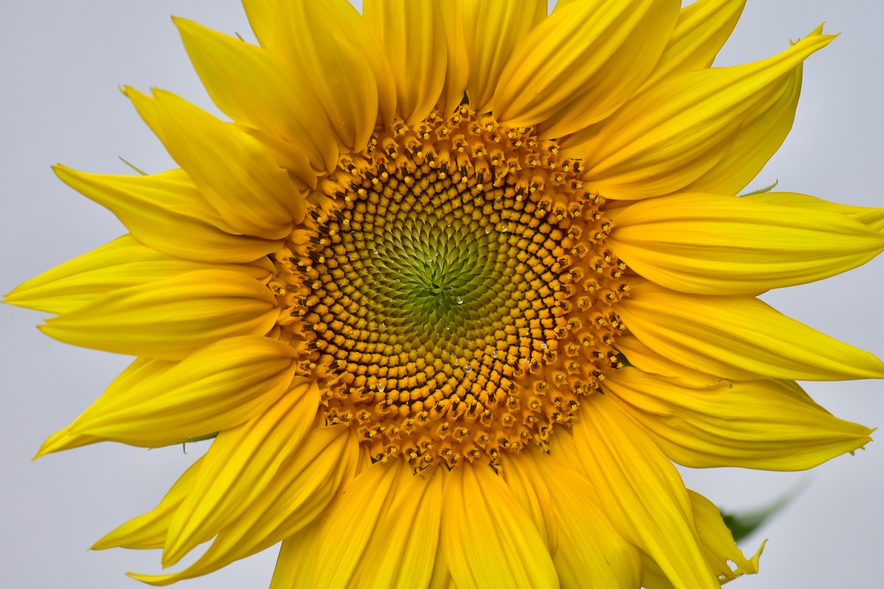 sunflower  yellow  growth free photo