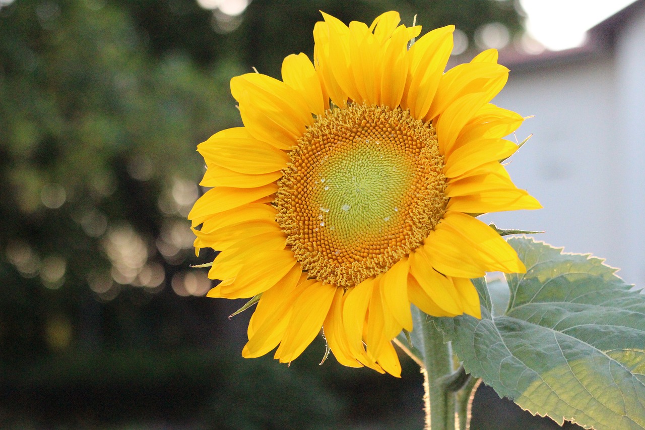 sunflower  summer flower  blossom free photo