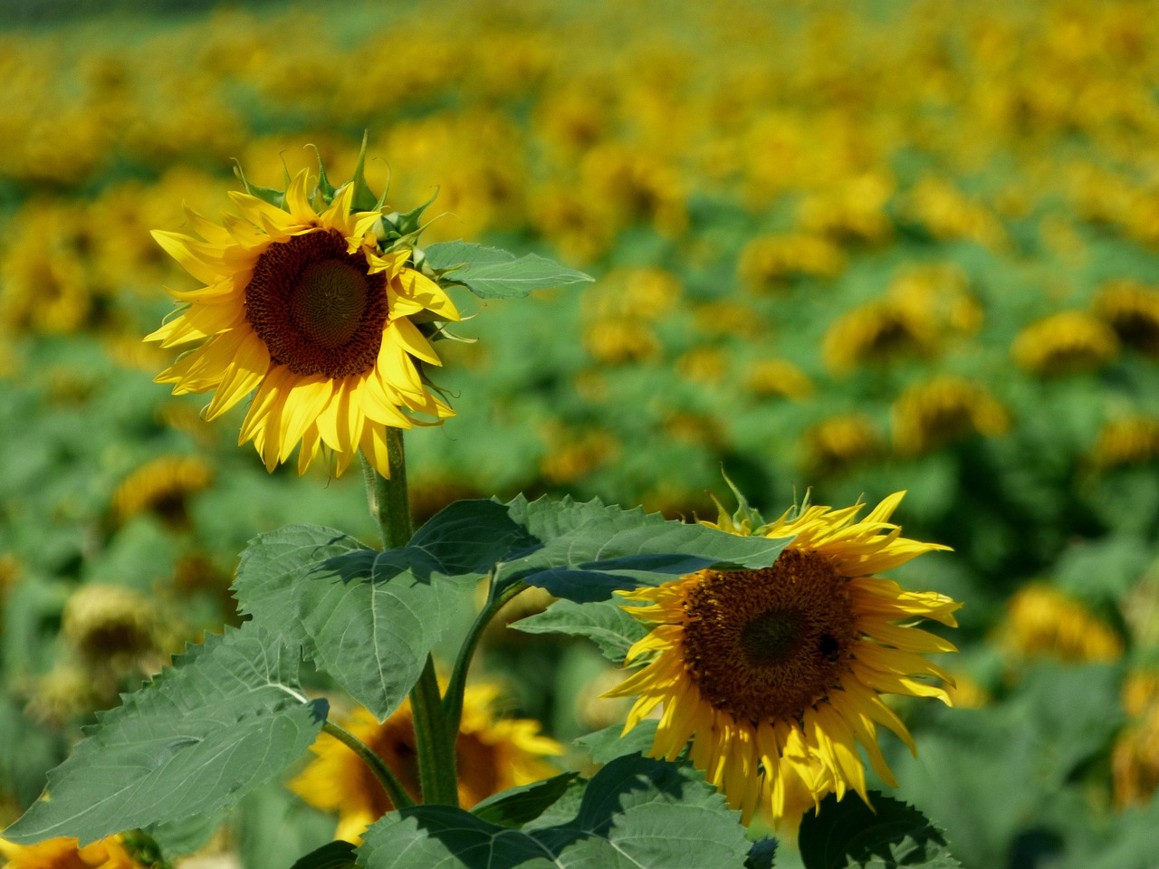 sunflower  field  flower free photo