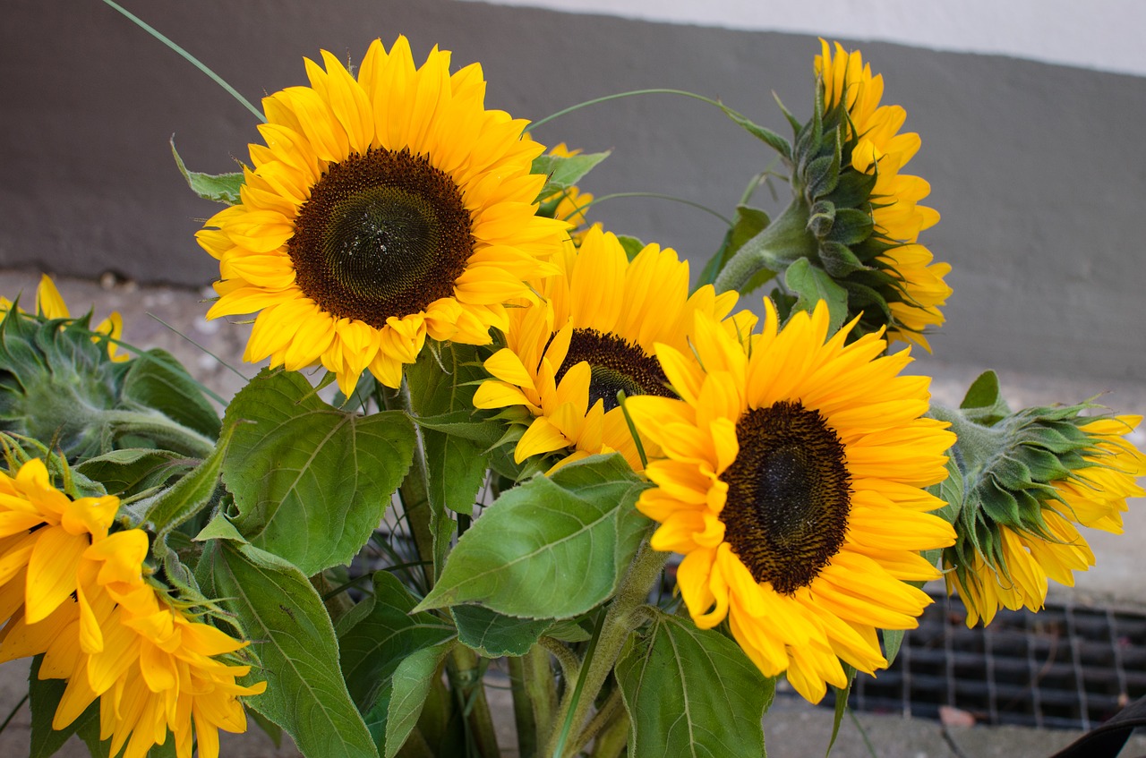 sunflower  summer  garden free photo