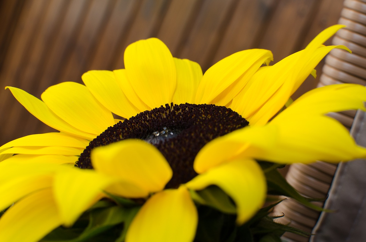 sunflower  summer  garden free photo