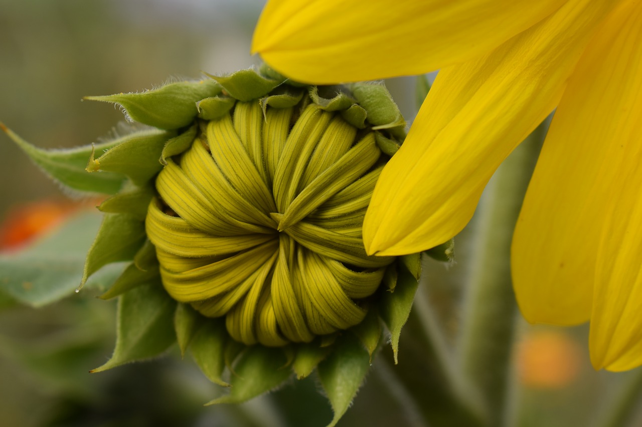 sunflower  blossom  bloom free photo