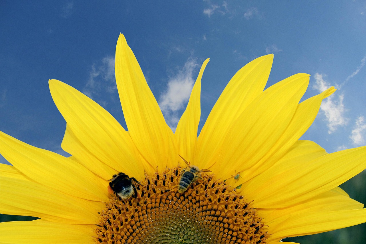 sunflower  detail  macro free photo