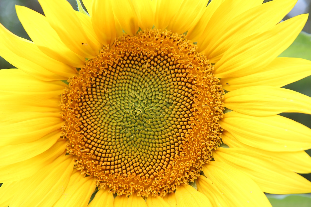 sunflower  flower sun  agriculture free photo