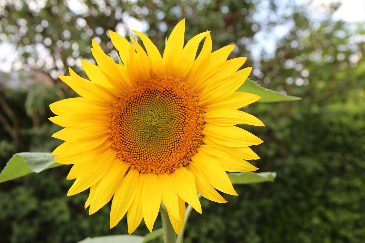 sunflower  flower sun  yellow flower free photo