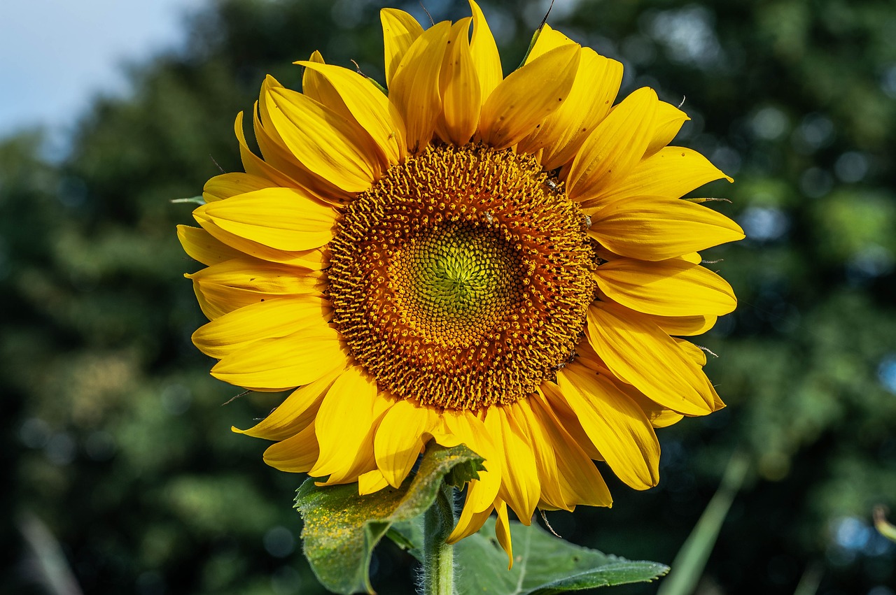 sunflower  close up  blossom free photo