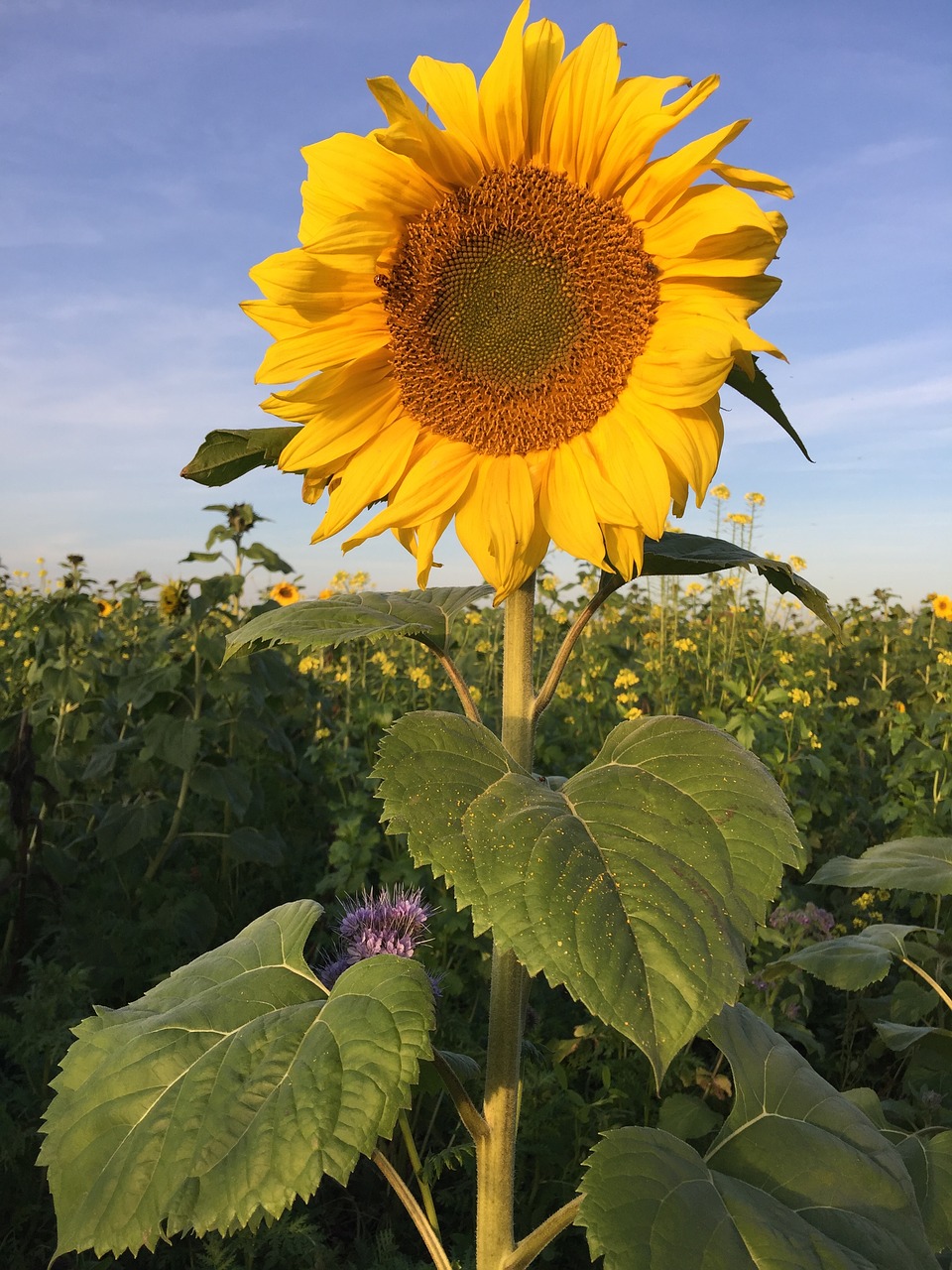 sunflower  nature  yellow free photo