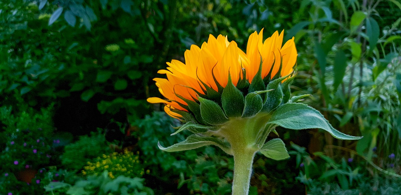 sunflower  flora  garden free photo