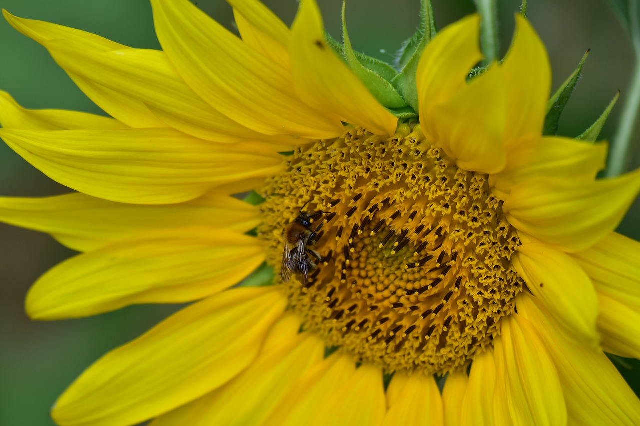 sunflower  pollination  bees free photo