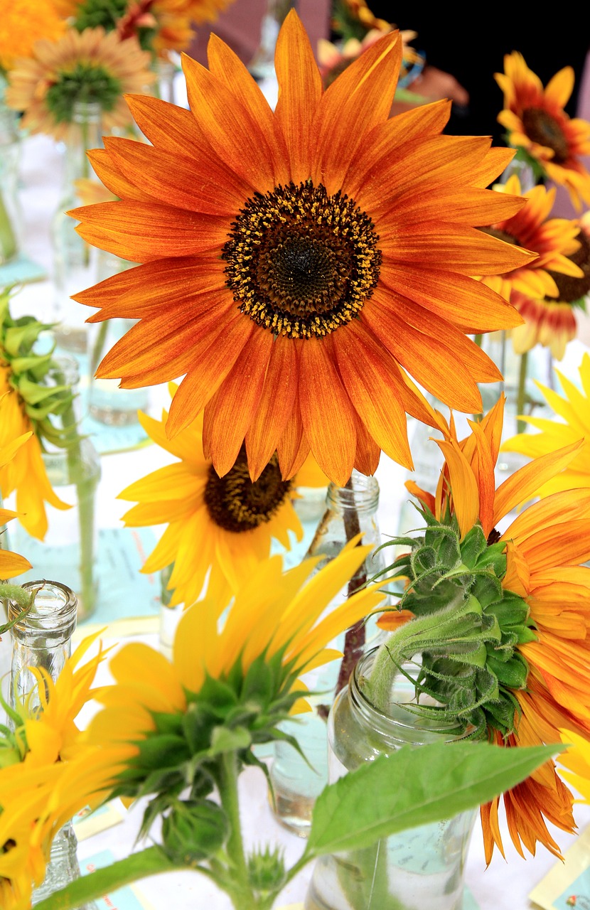 sunflower  flower  display free photo