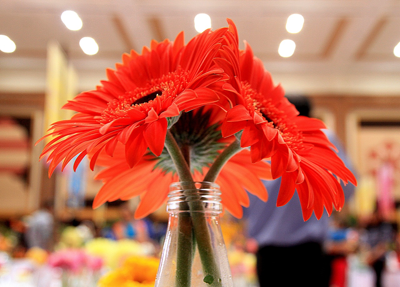 sunflower  flowers  vase free photo