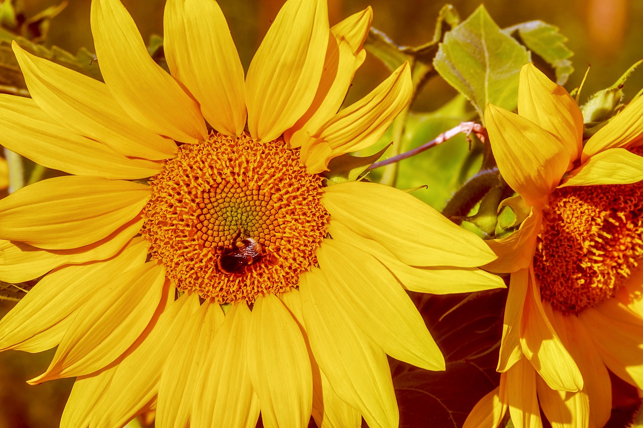 sunflower  flower  blossom free photo