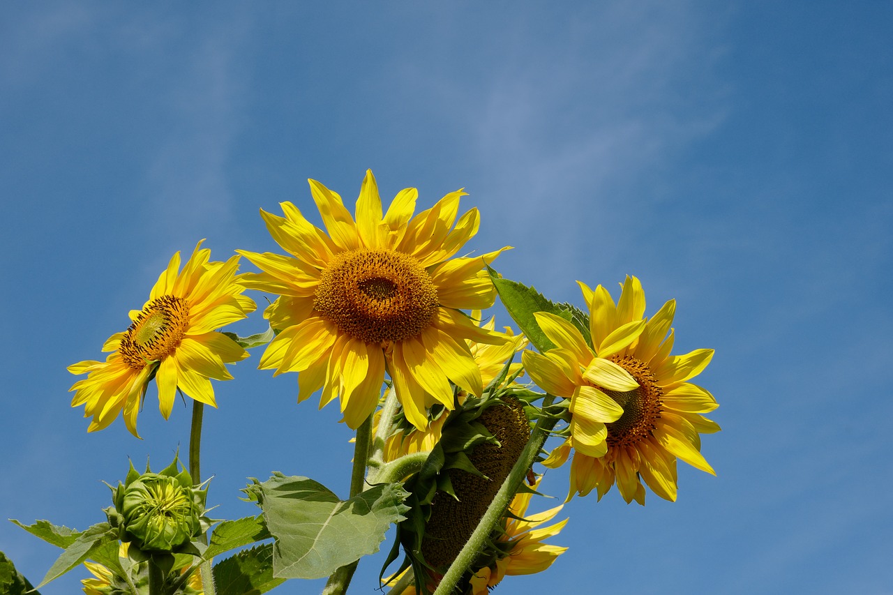 sunflower  yellow  summer free photo