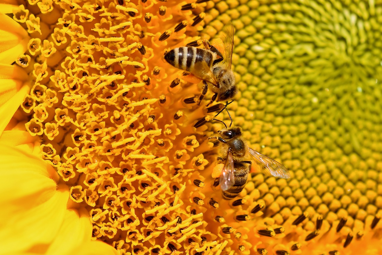 sunflower  bee  honey bee free photo