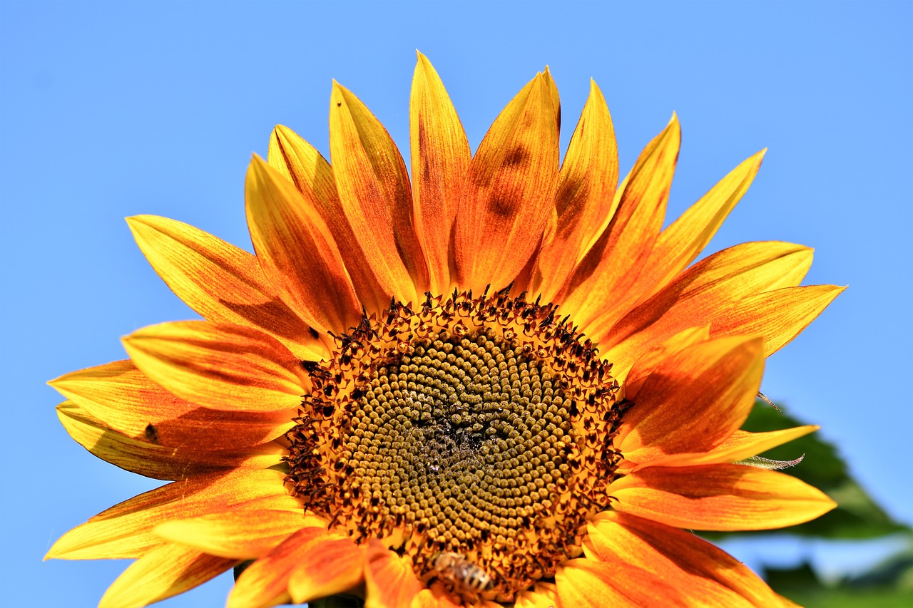 sunflower  flower  petals free photo