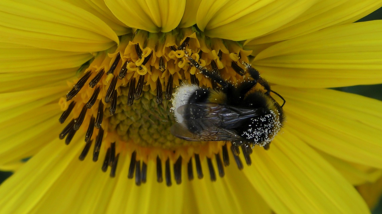 sunflower  hummel  pollen free photo